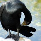 Kormoran bei der Pflege