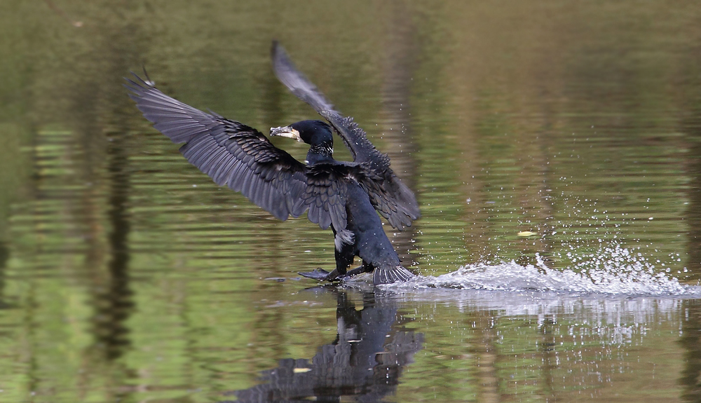 Kormoran bei der Vollbremsung