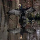 Kormoran bei Gefieder Pflege 