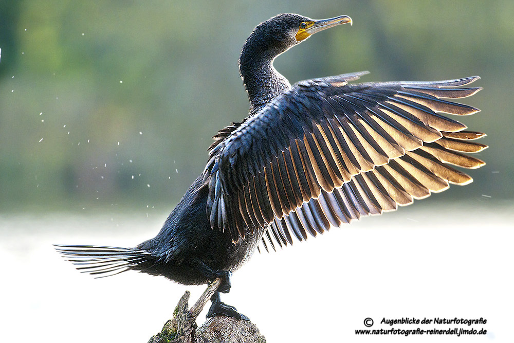 Kormoran bei Gegensonne in Heiligenhaus