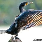 Kormoran bei Gegensonne in Heiligenhaus