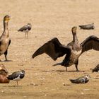 Kormoran bei Hitze