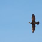 Kormoran bei Lißberg, Hessen_II