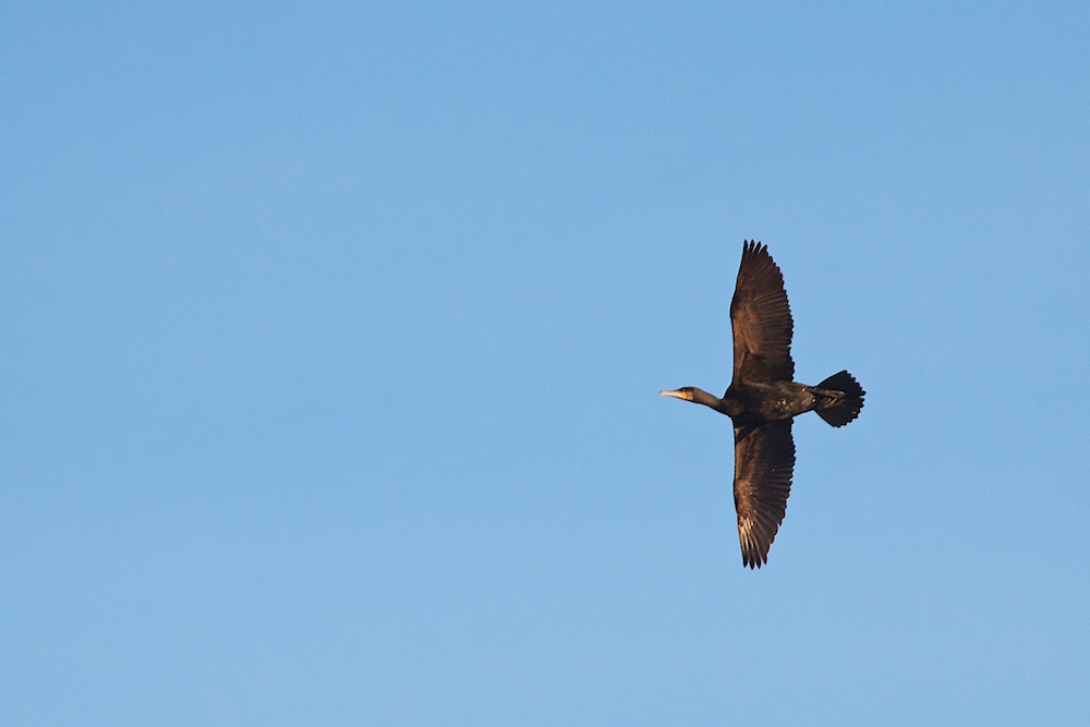 Kormoran bei Lißberg, Hessen_II