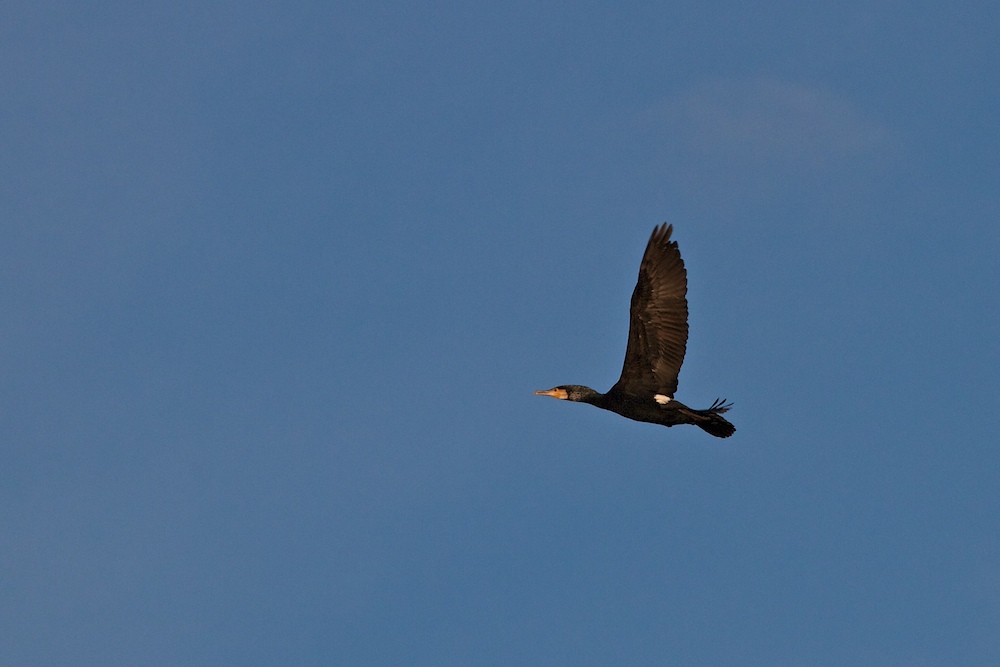 Kormoran bei Lißberg, Hessen_III