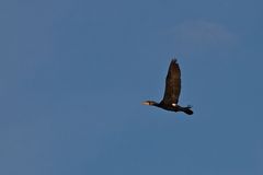 Kormoran bei Lißberg, Hessen_III