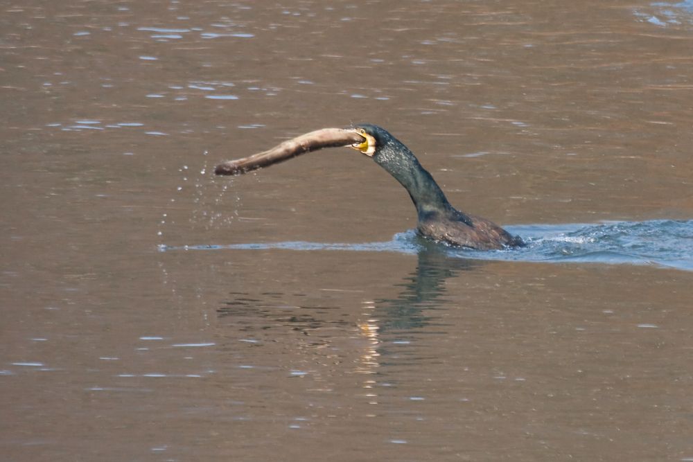 kormoran bei seinem lieblingsmahl II