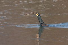 kormoran bei seinem lieblingsmahl III