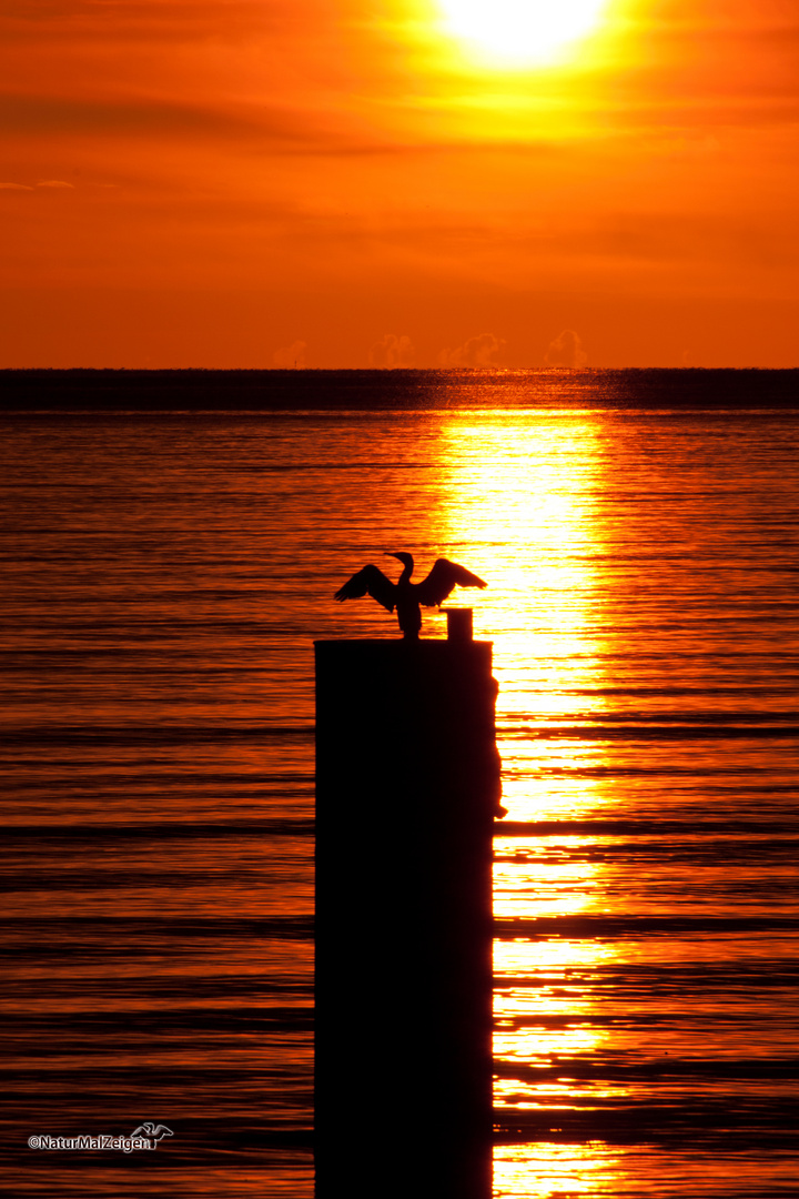 Kormoran bei Sonnenaufgang