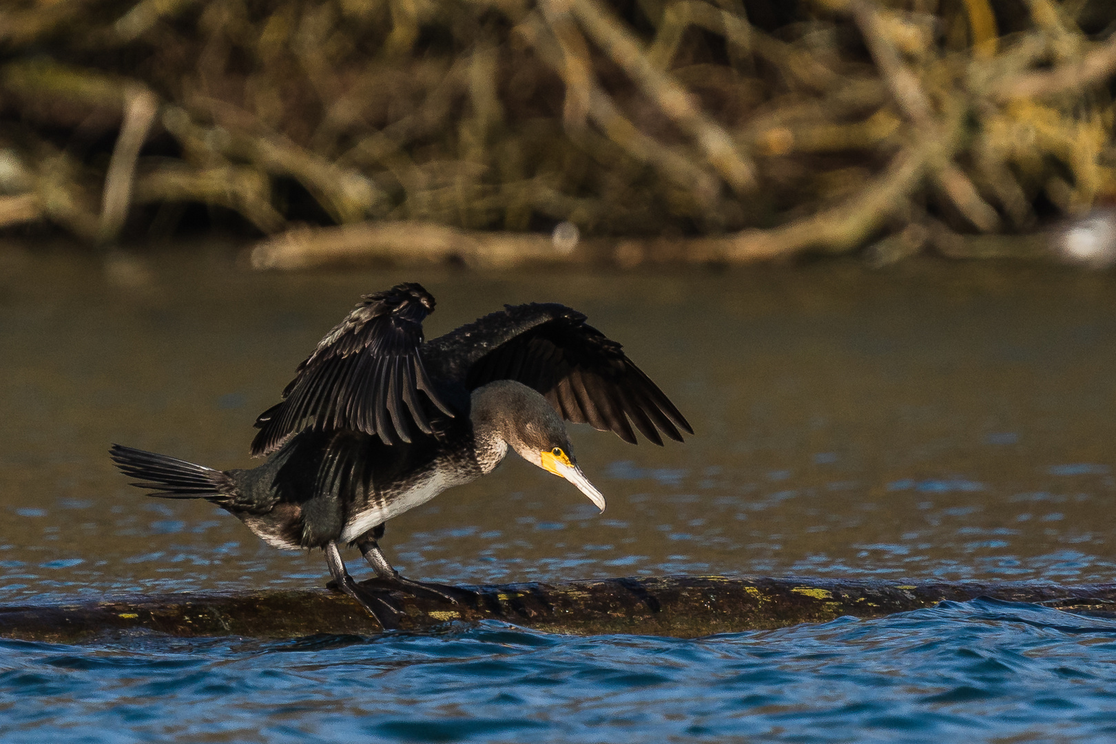 Kormoran beim Absprung 