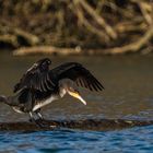 Kormoran beim Absprung 