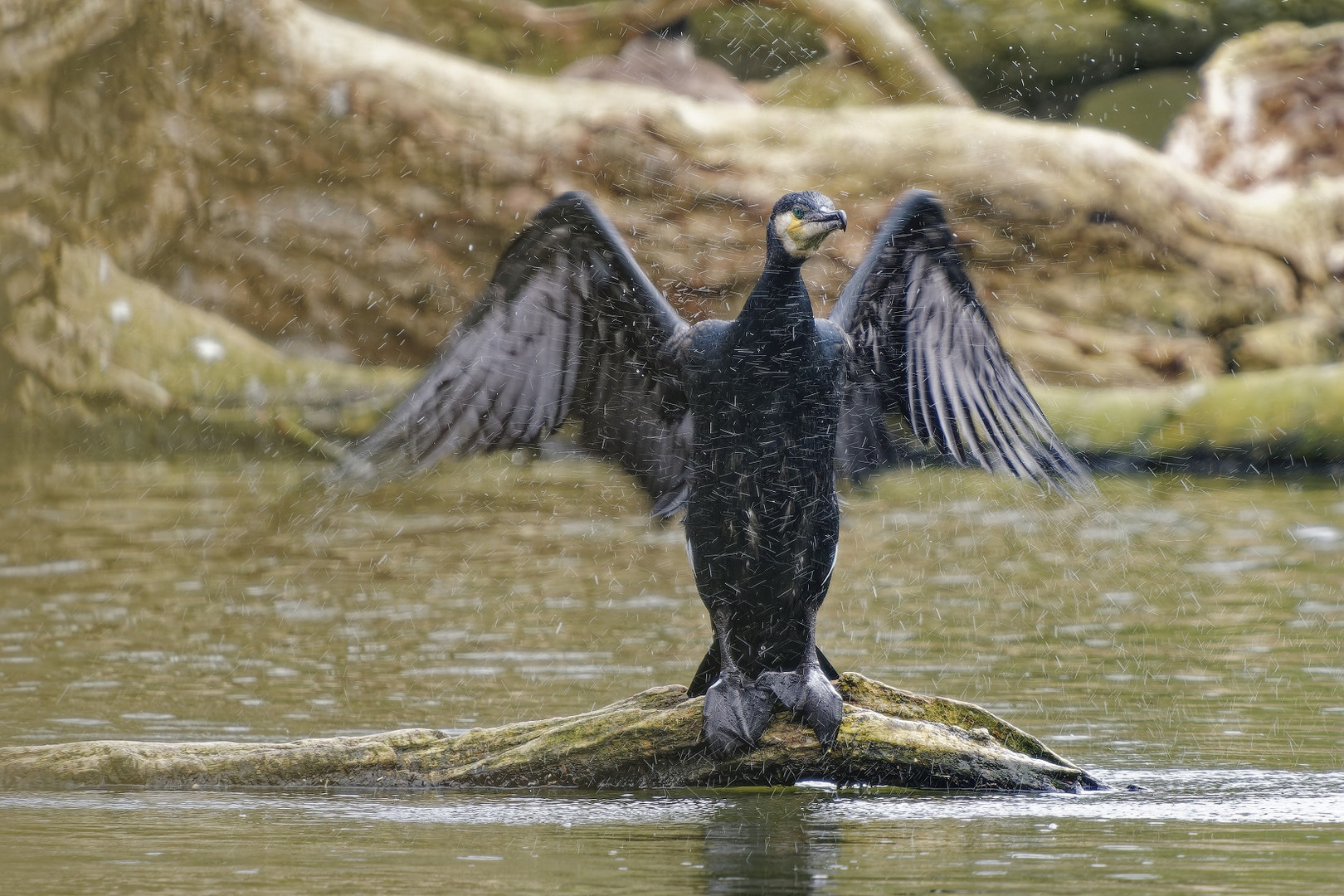 Kormoran beim ausschütteln des Gefieders