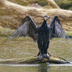 Kormoran beim ausschütteln des Gefieders