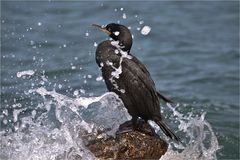 kormoran beim duschen...