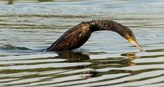 Kormoran beim Eintauchen