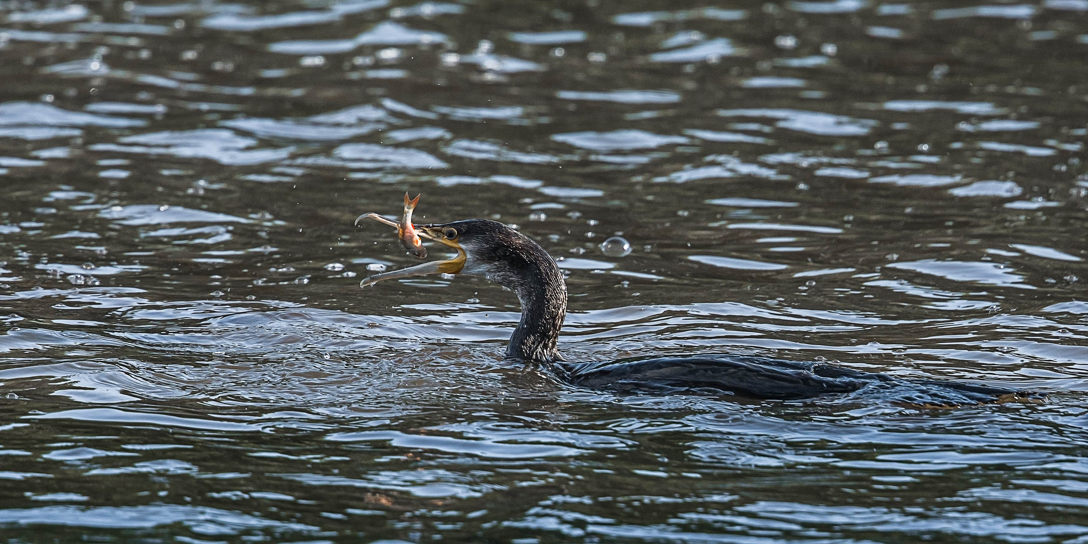 Kormoran beim Fischen