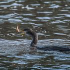 Kormoran beim Fischen