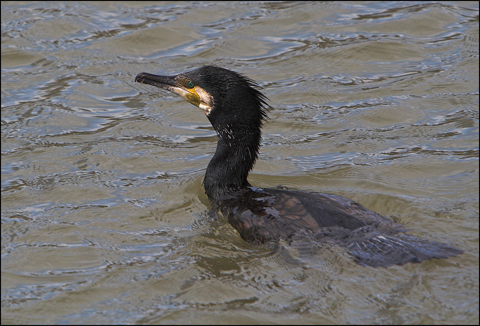 Kormoran beim Fischen