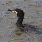 Kormoran beim Fischen