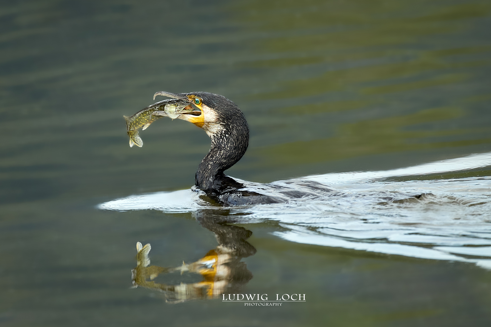 Kormoran beim Fischen