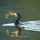 Kormoran beim Fischen