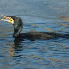 Kormoran beim Fischfang