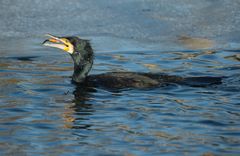 Kormoran beim Fischfang