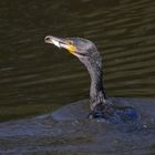 Kormoran beim Fischfang, 23.8.2016