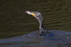 Kormoran beim Fischfang, 23.8.2016