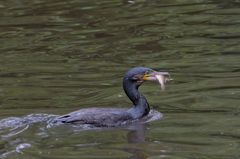 Kormoran beim Fischfang