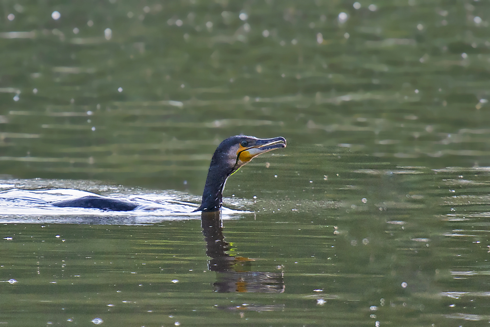 Kormoran beim Fischfang 