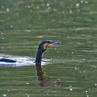 Kormoran beim Fischfang 