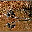 Kormoran beim Flügel trocknen.