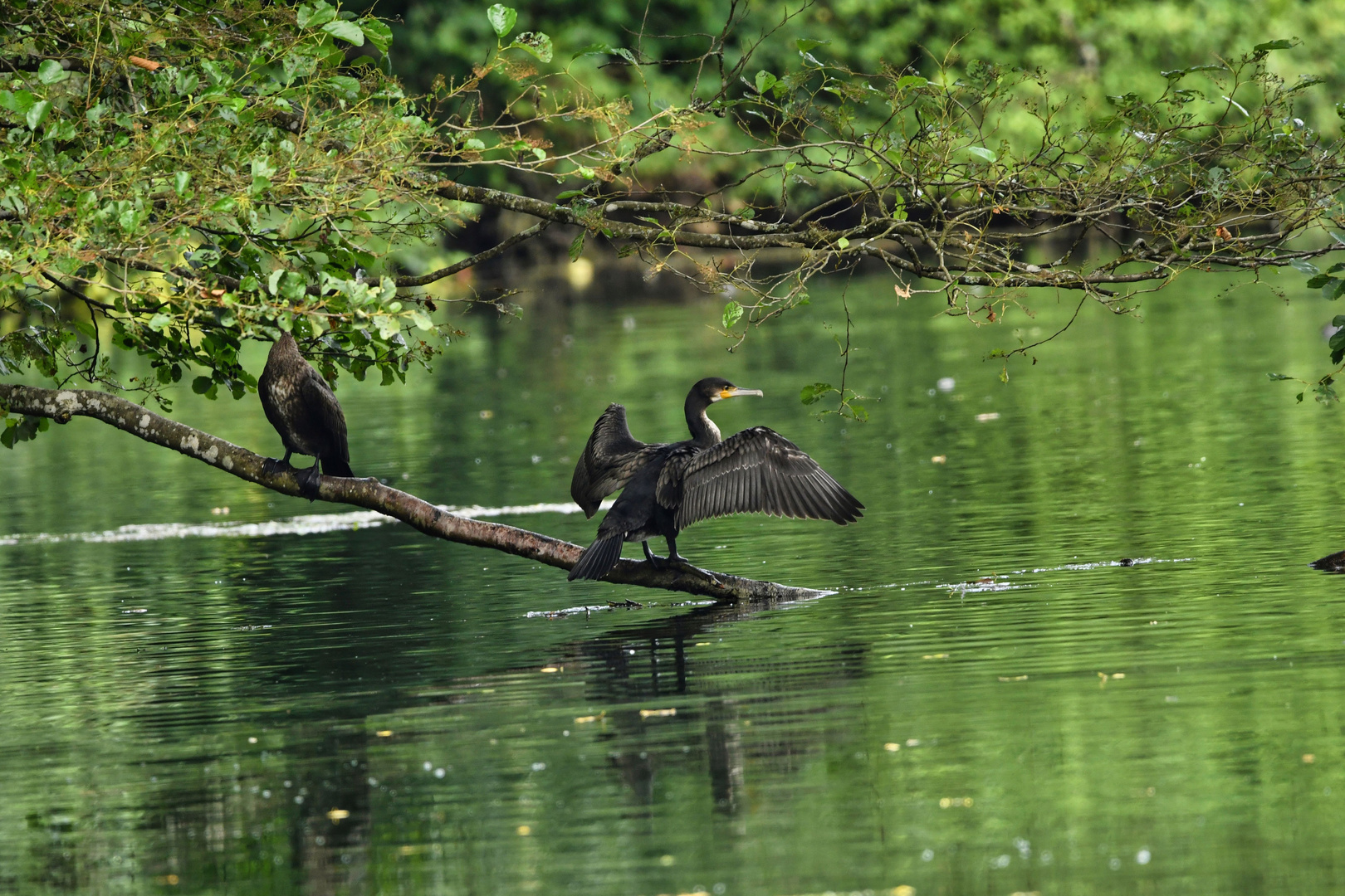 Kormoran beim Flügel trocknen