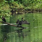 Kormoran beim Flügel trocknen