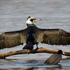 Kormoran beim Flügeltrocknen