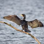 Kormoran beim Flügeltrocknen