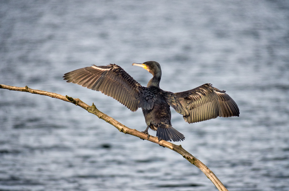 Kormoran beim Flügeltrocknen