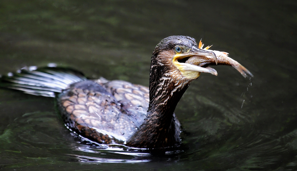 Kormoran beim fressen