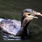 Kormoran beim fressen