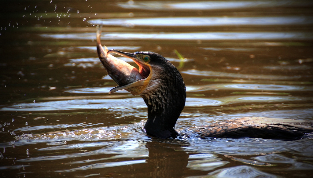 Kormoran beim fressen