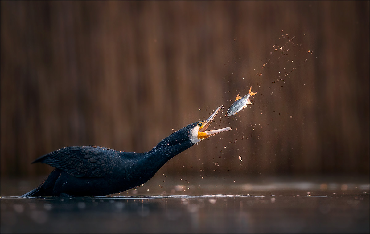 Kormoran beim Futtern 