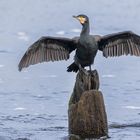 Kormoran beim Gefieder trocknen