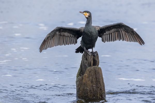 Kormoran beim Gefieder trocknen