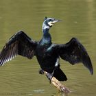 Kormoran beim Gefieder trocknen