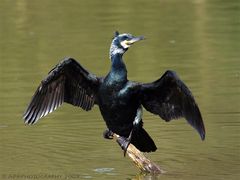 Kormoran beim Gefieder trocknen