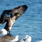 Kormoran beim Gefiederlüften