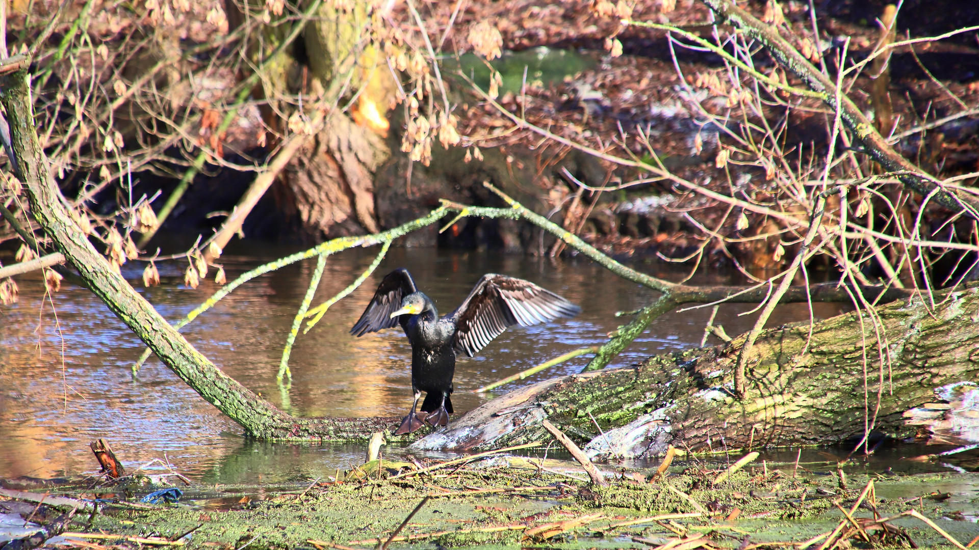 Kormoran beim Gefiedertrocknen