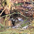 Kormoran beim Gefiedertrocknen