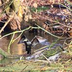 Kormoran beim Gefiedertrocknen